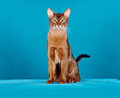 CAT 02 CH0046 01
Ruddy Abyssinian Sitting In Teal Blue Studio