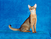CAT 02 CH0047 01
Ruddy Abyssinian Sitting In Teal Blue Studio