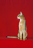 CAT 02 CH0048 01
Ruddy Abyssinian Sitting In Red Studio