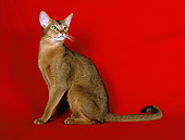 CAT 02 CH0049 01
Ruddy Abyssinian Sitting In Red Studio