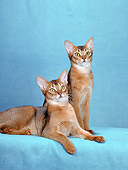CAT 02 CH0052 01
Ruddy Abyssinians In Blue Studio