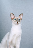 CAT 02 CH0053 01
Balinese Lilac Point Sitting In Blue Studio