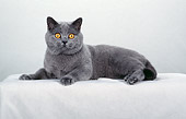 CAT 02 CH0054 01
Blue British Shorthair Laying In White Studio