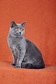 CAT 02 CH0059 01
Blue British Shorthair Sitting In Rust Studio