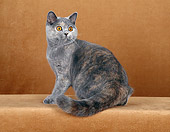 CAT 02 CH0060 01
Blue And Cream British Shorthair Sitting In Rust Studio