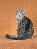 CAT 02 CH0061 01
British Shorthair Blue Spotted Tabby Sitting In Rust Studio Looking Back