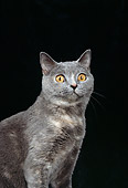 CAT 02 CH0063 01
Close-Up Of Blue And Cream British Shorthair Sitting In Black Studio