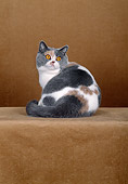CAT 02 CH0064 01
British Shorthair Dilute Calico Sitting In Rust Studio Looking Back
