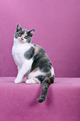 CAT 02 CH0065 01
British Shorthair Dilute Calico Sitting In Pink Studio