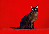 CAT 02 CH0066 01
Sable Burmese Cat Sitting In Red Studio