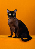 CAT 02 CH0067 01
Sable Burmese Cat Sitting In Yellow Studio