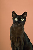 CAT 02 CH0068 01
Close-Up Of Sable Burmese Cat Sitting In Studio