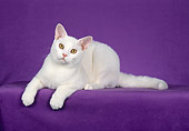 CAT 02 CH0076 01
White American Wirehair Laying In Purple Studio