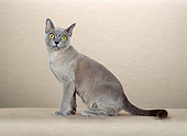 CAT 02 CH0080 01
Blue Burmese Sitting In Pink Studio