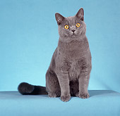 CAT 02 CH0085 01
British Shorthair Sitting In Blue Studio