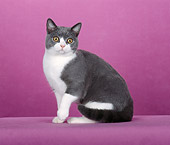 CAT 02 CH0087 01
British Shorthair Sitting In Pink Studio