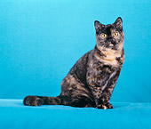 CAT 02 CH0088 01
British Shorthair Sitting In Blue Studio