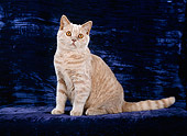 CAT 02 CH0090 01
British Shorthair Tabby Sitting In Blue Studio