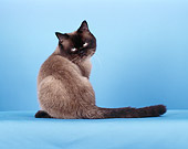 CAT 02 CH0091 01
British Shorthair Seal Point Sitting In Blue Studio