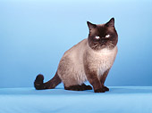 CAT 02 CH0092 01
British Shorthair Seal Point Sitting In Blue Studio