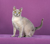 CAT 02 CH0093 01
Burmese Cat Sitting In Pink Studio