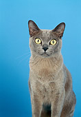 CAT 02 CH0094 01
Burmese Cat Sitting In Blue Studio