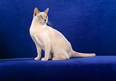 CAT 02 CH0095 01
Burmese Cat Sitting In Blue Studio