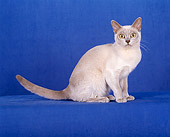 CAT 02 CH0096 01
Burmese Cat Sitting In Blue Studio