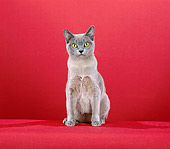 CAT 02 CH0097 01
Burmese Cat Sitting In Red Studio