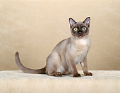 CAT 02 CH0098 01
Burmese Cat Sitting In Beige Studio