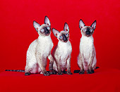 CAT 02 CH0099 01
Three Cornish Rex Seal Point Cats Sitting In Red Studio