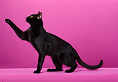 CAT 02 CH0100 01
Bombay Black Cat Sitting In Pink Studio