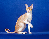 CAT 02 CH0101 01
Cornish Rex Sitting In Blue Studio