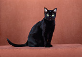 CAT 02 CH0102 01
Bombay Black Cat Sitting In Beige Studio
