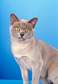 CAT 02 CH0103 01
Close-Up Of Platinum Burmese Cat Sitting In Light Blue Studio