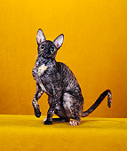 CAT 02 CH0104 01
Cornish Rex Tortie Sitting In Orange Studio