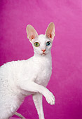 CAT 02 CH0105 01
White Cornish Rex With Heterochromia Sitting In Pink Studio