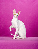 CAT 02 CH0106 01
White Cornish Rex With Heterochromia Sitting In Pink Studio