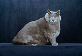 CAT 02 CH0107 01
Chartreux Blue Sitting In Black Studio