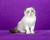 CAT 02 CH0108 01
Foldex Shorthair Blue Point And White Cat Sitting In Purple Studio