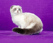CAT 02 CH0109 01
Foldex Shorthair Blue Point And White Cat Sitting In Purple Studio