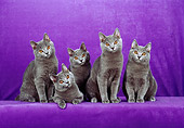 CAT 02 CH0110 01
Five Chartreux Blue Cats Sitting In Purple Studio