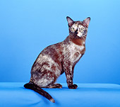 CAT 02 CH0111 01
European Burmese Brown Tortie Sitting In Blue Studio