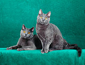 CAT 02 CH0112 01
Two Chartreux Blue Cats Sitting In Green Studio