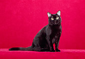 CAT 02 CH0113 01
Bombay Black Cat Sitting In Red Studio