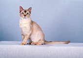 CAT 02 CH0115 01
Chocolate Shaded Silver Burmilla Cat Sitting In Gray Studio