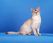 CAT 02 CH0116 01
Chocolate Shaded Silver Burmilla Cat Sitting In Blue Studio