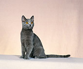 CAT 02 CH0117 01
Chartreux Blue Sitting In Beige Studio