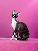 CAT 02 CH0118 01
Cornish Rex Black, Smoke And White Sitting In Pink Studio