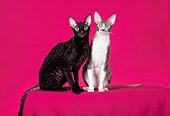 CAT 02 CH0119 01
Cornish Rex Black And Cornish Rex Blue And White Sitting In Red Studio